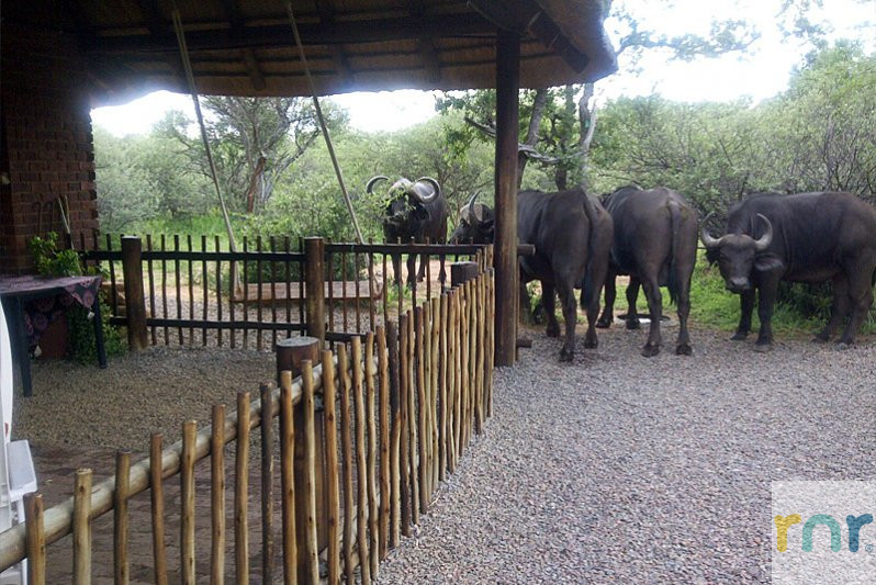 Mabalingwe 2 Bedroom, sleeps 4 adults & 2 children IBG1 - Photo 5