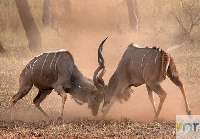 Wild Ivory Eco Lodge - Welgevonden IWE01 - Photo 4