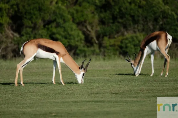 Zebula Accommodation – Golf Takes Centre Stage