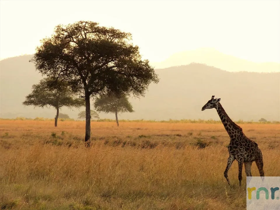 Mjejane Accommodation – 4 Reasons to Visit