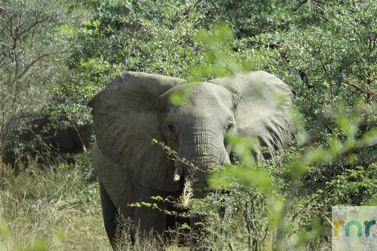 Mjejane Accommodation – An Ideal Safari Destination Base