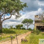 Mjejane Bush Lodges: 6, 8 or 10 Sleepers - IJ2 - Photo 6