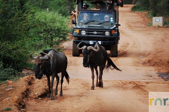 Black Rhino Game Lodge - Pilanesberg EB2