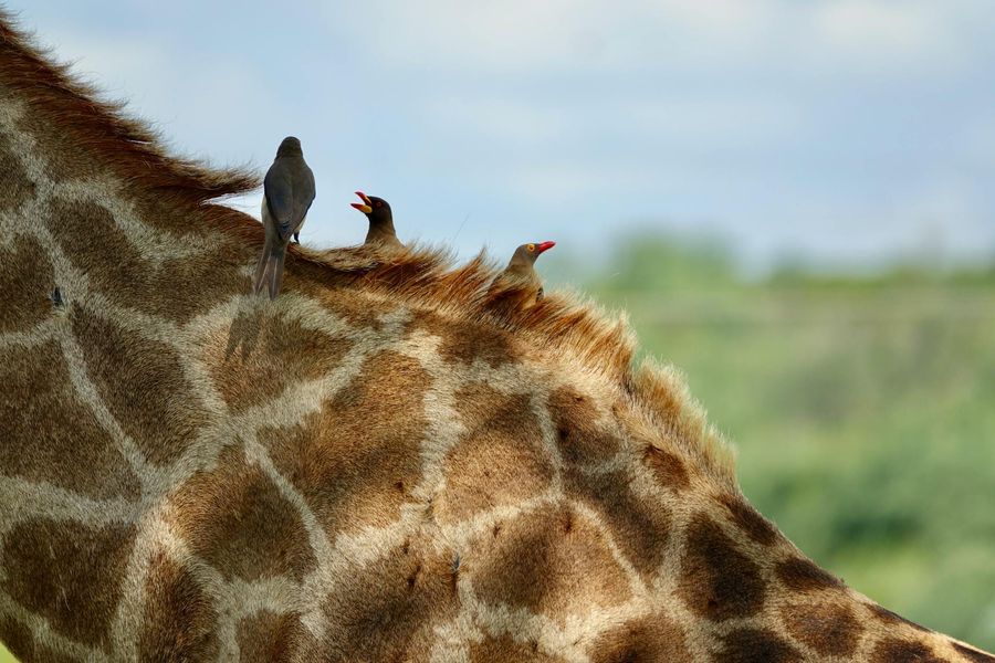 Hoedspruit holiday destination