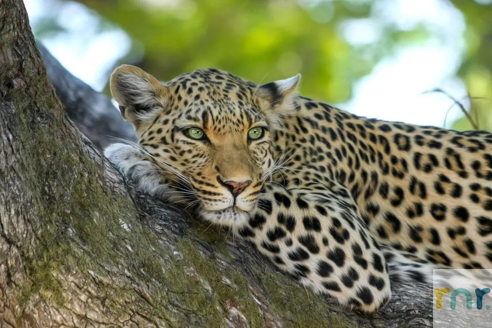 Mjejane Accommodation – Which Wild Cat Are You?