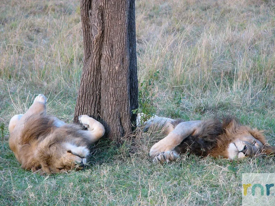 Mjejane Accommodation – Which Wild Cat Are You?